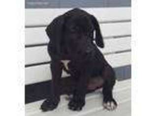 Great Dane Puppy for sale in Washington, IN, USA