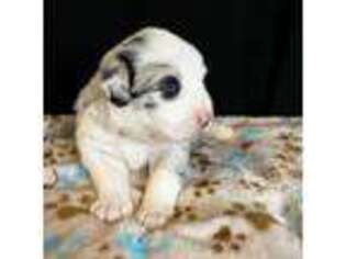 Miniature Australian Shepherd Puppy for sale in Tomball, TX, USA