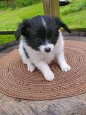 Papillon Puppy for sale in Dover, PA, USA