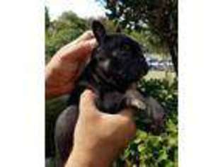 French Bulldog Puppy for sale in Duncanville, TX, USA