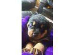 Rottweiler Puppy for sale in Hubbard, OH, USA