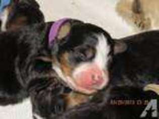Bernese Mountain Dog Puppy for sale in MALVERN, OH, USA