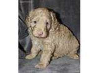 Goldendoodle Puppy for sale in Orange, TX, USA