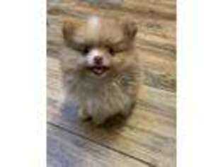 Pomeranian Puppy for sale in Apex, NC, USA