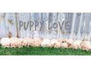 Golden Retriever Puppy for sale in Eagle Mountain, UT, USA