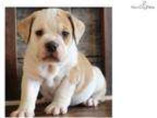 Beabull Puppy for sale in Springfield, MO, USA