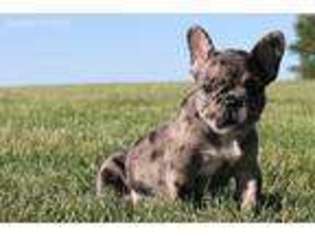 French Bulldog Puppy for sale in Dubuque, IA, USA