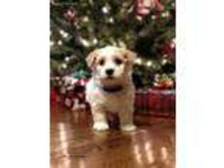 Havanese Puppy for sale in Raleigh, NC, USA