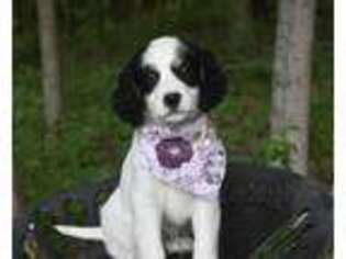 English Setter Puppy for sale in Hanoverton, OH, USA
