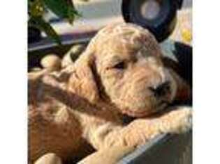 Goldendoodle Puppy for sale in El Mirage, AZ, USA