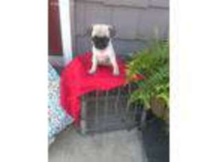 Pug Puppy for sale in Myerstown, PA, USA