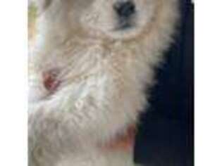 Samoyed Puppy for sale in Covington, VA, USA