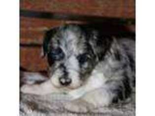 Mutt Puppy for sale in Plummer, ID, USA