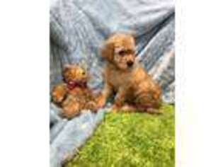 Goldendoodle Puppy for sale in Newton, IA, USA