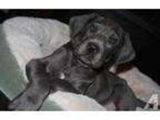 Great Dane Puppy for sale in GRAND JUNCTION, CO, USA