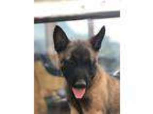 Belgian Malinois Puppy for sale in Deaver, WY, USA
