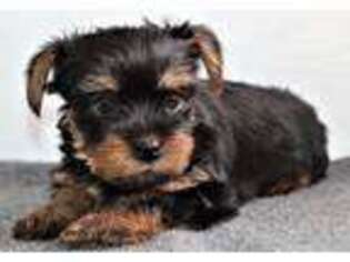 Yorkshire Terrier Puppy for sale in Fremont, MI, USA