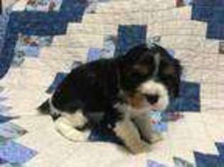 Cavalier King Charles Spaniel Puppy for sale in Tyler, TX, USA