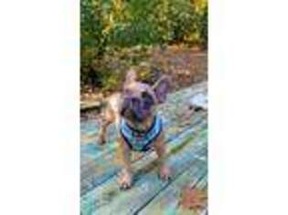 Medium Photo #1 French Bulldog Puppy For Sale in Attleboro, MA, USA