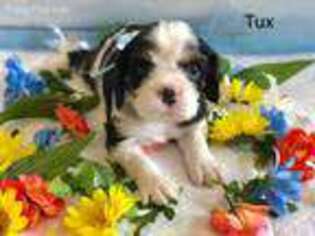Cavalier King Charles Spaniel Puppy for sale in Wasilla, AK, USA