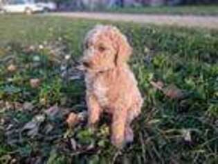 Mutt Puppy for sale in Valley City, ND, USA