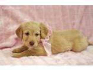 Labradoodle Puppy for sale in Saint Augustine, FL, USA