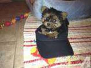 Yorkshire Terrier Puppy for sale in ANDOVER, MN, USA