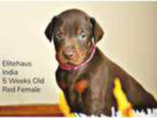Doberman Pinscher Puppy for sale in Dexter, MO, USA