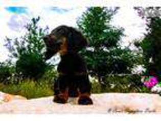 Dachshund Puppy for sale in San Antonio, TX, USA