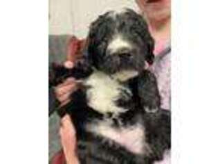 Mutt Puppy for sale in Slippery Rock, PA, USA