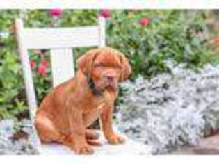 American Bull Dogue De Bordeaux Puppy for sale in Womelsdorf, PA, USA