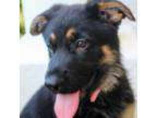 German Shepherd Dog Puppy for sale in West Palm Beach, FL, USA