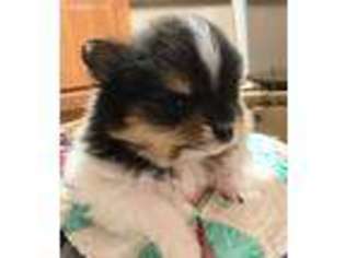 Pomeranian Puppy for sale in Merino, CO, USA