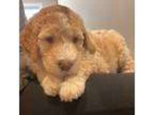 Goldendoodle Puppy for sale in Blaine, WA, USA