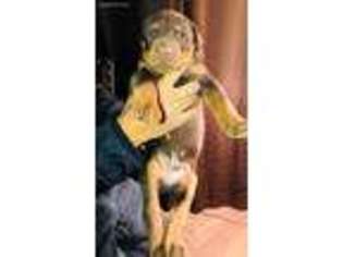 Doberman Pinscher Puppy for sale in Chino, CA, USA
