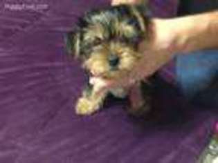 Yorkshire Terrier Puppy for sale in Atchison, KS, USA
