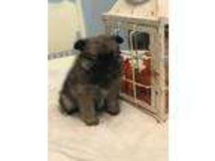 Pomeranian Puppy for sale in Raymondville, MO, USA