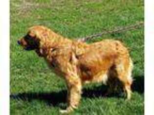 Golden Retriever Puppy for sale in Sullivan, IL, USA
