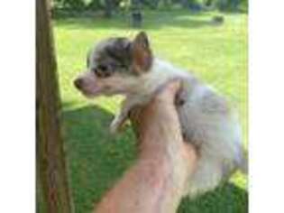 Chihuahua Puppy for sale in Pittsburg, TX, USA