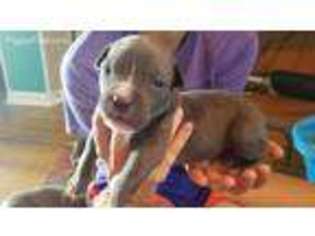Mutt Puppy for sale in Fairland, IN, USA