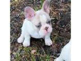 French Bulldog Puppy for sale in Fowlerville, MI, USA