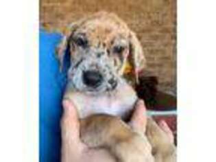 Great Dane Puppy for sale in Albemarle, NC, USA