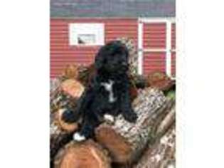 Goldendoodle Puppy for sale in Laurel Fork, VA, USA