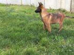 Belgian Malinois Puppy for sale in New Holland, PA, USA