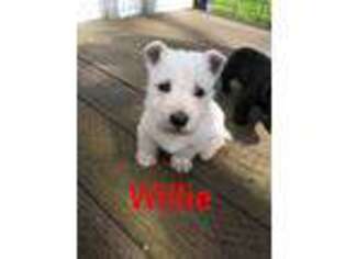 Scottish Terrier Puppy for sale in Dallas, OR, USA
