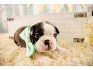 Boston Terrier Puppy for sale in Duenweg, MO, USA