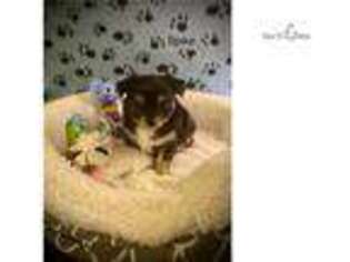 Chihuahua Puppy for sale in Canton, OH, USA