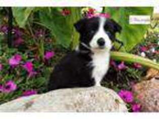Border Collie Puppy for sale in Kirksville, MO, USA