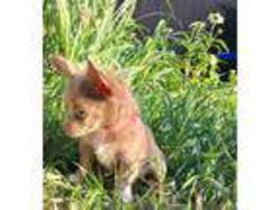 Chihuahua Puppy for sale in Ypsilanti, MI, USA