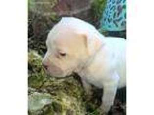 Bulldog Puppy for sale in Troy, AL, USA